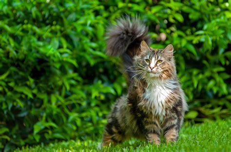 cats with ear tufts|norwegian forest cat ear tufts.